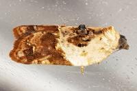 Acleris variegana