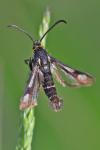 Chamaesphecia nigrifrons
