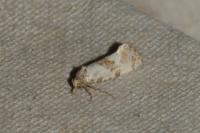 Neocochylis molliculana