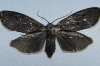 Typhonia ciliaris