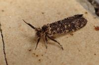 Ochsenheimeria taurella
