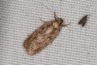 Depressaria radiella