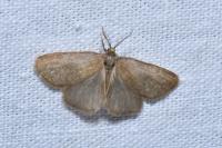 Bijugis bombycella