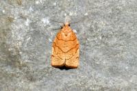 Pandemis corylana