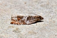 Ancylis achatana