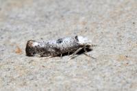 Paraswammerdamia albicapitella