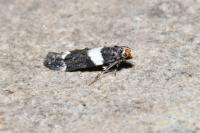 Recurvaria leucatella