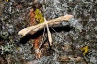Gillmeria ochrodactyla