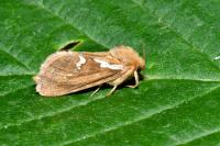 Korscheltellus lupulinus