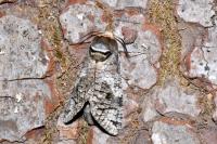 Cossus cossus