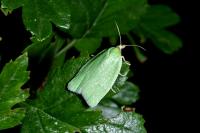 Tortrix viridana