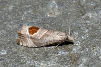 Notocelia uddmanniana