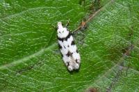 Pseudotelphusa scalella
