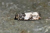Gypsonoma sociana