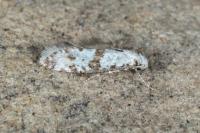 Scythropia crataegella