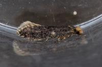Monopis laevigella