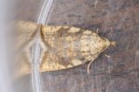 Aleimma loeflingiana
