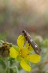 Scythris scopolella