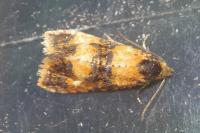 Commophila aeneana