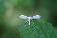 Pterophorus pentadactylus