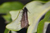 Heterogynis penella