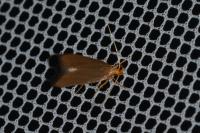 Eurodachtha pallicornella