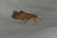 Crassa unitella