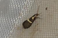 Dasycera oliviella