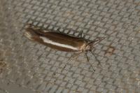 Scythris