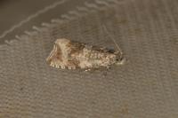 Celypha lacunana
