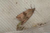 Celypha striana