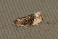 Hedya nubiferana