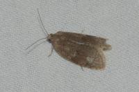 Syndemis musculana