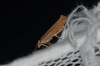 Ypsolopha ustella