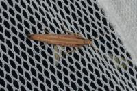 Ypsolopha ustella