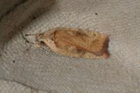 Agonopterix nervosa