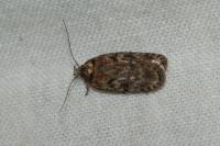 Depressaria