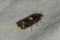 Epiblema gr. sticticana