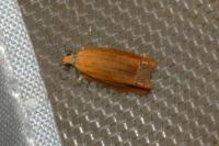Lathronympha strigana