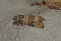 Piniphila bifasciana