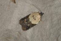 Acleris variegana