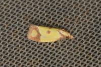 Agapeta zoegana