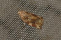 Archips xylosteana