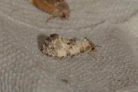 Neocochylis molliculana