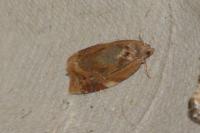 Ditula angustiorana