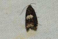 Epiblema gr. sticticana