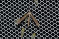 Stenoptilia