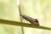 Glyphipterix thrasonella