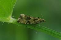 Celypha lacunana