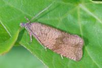 Celypha striana